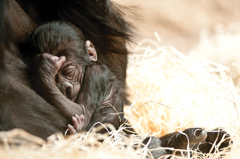 Třetí mládě gorilí samice Kijivu a samce Richarda se jmenuje Kiburi. Foto: Petr Jan Juračka